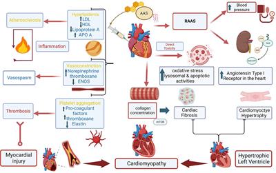 Frontiers | Anabolic Androgenic Steroids And Cardiomyopathy: An Update